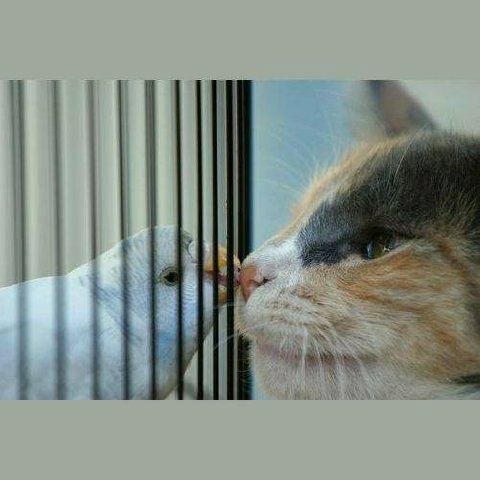 Gato e Passaro Amigos